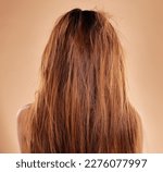 Small photo of Messy, damaged hair and back of a woman in a studio with a brittle frizzy hairstyle before a treatment. Dirty, dry and female model with long, tangled and knot texture isolated by a brown background.