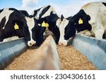Small photo of Cows eating, farming and cattle on a dairy farm for agriculture, growth and food production. Nature, eat and a herd of hungry animals with feed in the countryside for livestock lifestyle and industry