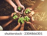Small photo of Closeup, top view and hands with soil, plants and agriculture with growth, environment and nature. Zoom, people and earth with sustainability, recycle and leave with eco friendly, natural and farm