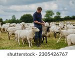 Farm, sheep and bucket with man in field for agriculture, sustainability and animal care. Labor, ecology and summer with male farmer in countryside meadow for cattle, livestock and lamb pasture