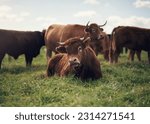Cow, agriculture and farm landscape with grass, field of green and calm countryside nature. Cattle, sustainable farming and animals for beef industry, meat or cows on pasture, meadow or environment