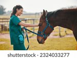Woman veterinary  horse and...