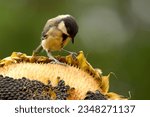 Small photo of The great tit feeds on sunflower seeds that are full of fat and energy for cold autumn nights. Backyard bird feeding. House birding. Birds of Serbia and Balkan. Feeding and helping animals.