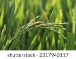 Small photo of A stink bug eating rice in the rice fields. The stink bug is a species of insect pests that inflict unpleasant odors when disturbed.