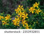 Small photo of Medicinal plants: details of perforate St John's-wort flowers (Hypericum perforatum), St Johnswort wildflowers Turkey