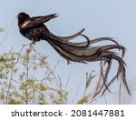 Long Tailed Widow Bird Shaking...