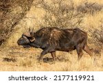 African Buffalo Or Cape Buffalo ...