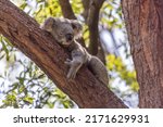 Small photo of Close-up of a Koala (Phascolarctos cinereus) fast asleep while holding on to a tree branch, with green foliage in the background. Koalas are native Australian marsupials.