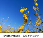cloud nature flower background | Shutterstock . vector #1215447844