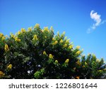 background nature blue sky | Shutterstock . vector #1226801644