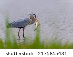 Small photo of A bird with fish. The great blue heron using its sharp beak to strike the prey several time to kill before swallow it. Feeding behavior of Herodias. Food chain.