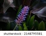 Small photo of Aechmea gamosepala Wittm. cv. Matchsticks. Pink flower stalks and at the end of the flower is a blue-purple sphere. Shaped like a matchstick. Take a close-up shot.