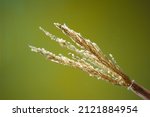 Reeds in a glass vase in the...