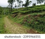 Small photo of cloudy day in tea plantation valley. macadam roads between tea gardens lead to the countryside.