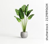 Potted Banana Plant Isolated On ...