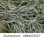 Hoarfrost On Grass In Winter