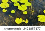 Lake miona lily pads in the...