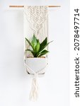Snake Plant In Pot With Cotton...
