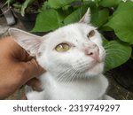 Small photo of This wild white cat's face has a long mustache, and this cat looks very lethargic and lacks appetite, perhaps due to the hot and dry weather, which makes it difficult to find food.