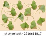 Small photo of Composition of fresh green beautiful Ginkgo leaves on pastel beige background. Flat lay, top view minimal neutral herbal arrangement. Ginkgo biloba.