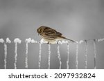 European greenfinch (Chloris chloris). Small bird with fresh yellow color body. Song bird sitting on woody root. Diffused brown background. Garden bird in winter time on feeder. European wildlife.