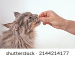 side view of a young gray tabby maine coon cat getting fed by owner. female human hand feeding the cat with treat stick snacks on white studio background with copy space