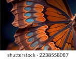  a close up of a butterfly wing ...