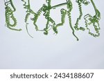 An art photography using plants ...
