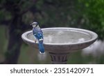 Blue jay on bird bath