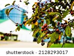 Small photo of Leaves and berries growing from a tree in Kinsman, Ohio