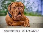 Small photo of French Mastiff, Bordeaux Great Dane. Lying dog 8 months old. Beautiful representative of the breed.