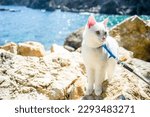 Small photo of All white cat in a harness and on a leash on a walk by the seashore with the sea in the background