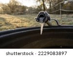 Small photo of Water hose with frozen water, horse drinker