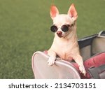 Portrait of brown chihuahua dog wearing sunglasses  in traveler pet carrier bag on green grass, ready to travel. Safe travel with animals.