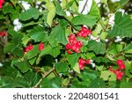 Small photo of Bright red berries of the hawthorn CRATAEGUS TOURN. EX L, growing naturally. They are used in herbal medicine for ailments as well as in culinary jams, jellies and wines.