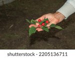 Small photo of Bright red berries of the hawthorn CRATAEGUS TOURN. EX L, growing naturally. They are used in herbal medicine for ailments as well as in culinary jams, jellies and wines.