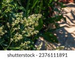 Small photo of Lepidium blooming with white flowers close up. It has a strong unpleasant odor and is used as a bedbug repellent.