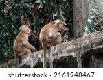 Two Monkeys Sitting In A Temple ...