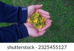 Small photo of Hands are holding Hypericum perforatum in nature, common name - Saint John's wort.