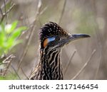 A Greater Roadrunner Close Up