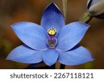 Small photo of Thelymitra crinita. Blue Lady Orchid. Queen Orchid. Lily Orchid. Tuberous, perennial, herb. Terrestrial orchid. Flower blue.