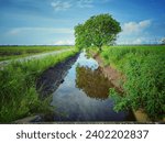Small photo of water ditch and trees in the middle of the water ditch in the paddy field area