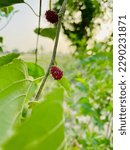 Small photo of toot green fruit in plants
