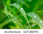 Dew on a grass in spring