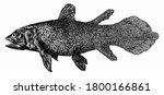 Coelacanth image - Free stock photo - Public Domain photo - CC0 Images