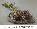 Small photo of Dug up Zantedeschia tubers or calla tubers with roots at the end of the season before dormancy.