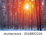 Mystic winter forest in Russia. Concept of winter holidays and New Year holidays.