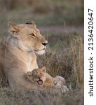 Small photo of Lioness with yawning young lion cub resting on her paws