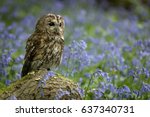 Tawny Owl Perched On Branch In...