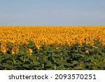 Sunflowers In An Open Field